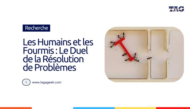 Les fourmis se révèlent supérieures aux humains dans une expérience de résolution de problèmes en groupe dans un labyrinthe